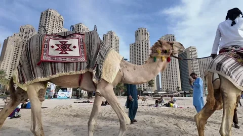 DUBAI, UAE - APRIL 20, 2026: Traditional Arabic Camels on the Beach. Stock Footage 333206050