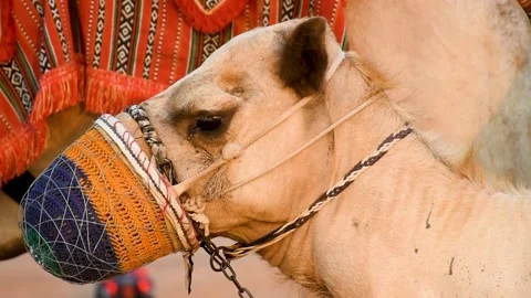 Dubai, UAE - June 02, 2024: Close-up of camel in Dubai desert. Stock Footage 279878462