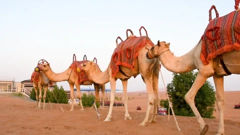Dubai, UAE - June 02, 2024: Close-up of camels in Dubai desert. Stock Footage 279878463