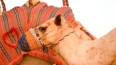 Dubai, UAE - June 02, 2024: Close-up of camel in Dubai desert. Stock Footage 279878464