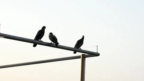 Dubai, UAE - June 17, 2024: Pigeons perching on a metal bar in Dubai City. Stock Footage 279878171