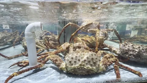 Dubai UAE June 30 2026 Live seafood display in a supermarket aquarium Stock Footage 337936860
