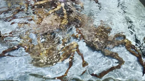 Dubai UAE June 30 2026 Live seafood display in a supermarket aquarium Vídeo Stock 337936906