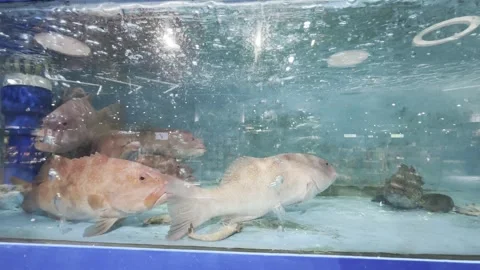 Dubai UAE June 30 2026 Live seafood display in a supermarket aquarium Stock Footage 337936931