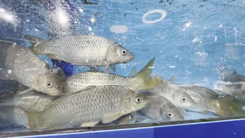 Dubai UAE June 30 2026 Live seafood display in a supermarket aquarium Stock Footage 337937009