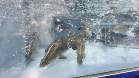 Dubai UAE June 30 2026 Live seafood display in a supermarket aquarium Vídeo Stock 337937013