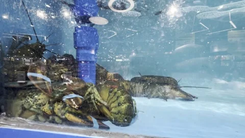 Dubai UAE June 30 2026 Live seafood display in a supermarket aquarium Stock Footage 337937014
