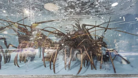 Dubai UAE June 30 2026 Live seafood display in a supermarket aquarium Stock Footage 337937143