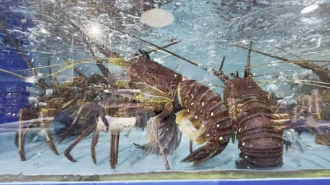 Dubai UAE June 30 2026 Live seafood display in a supermarket aquarium Stock Footage 337937160