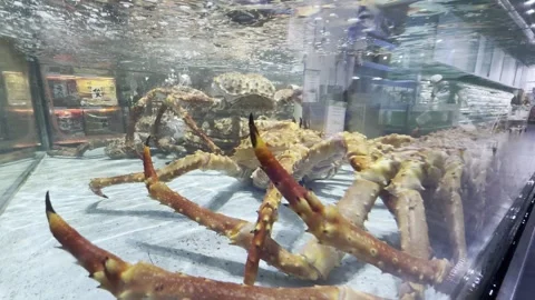 Dubai UAE June 30 2026 Live seafood display in a supermarket aquarium Stock Footage 337937180