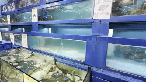 Dubai UAE June 30 2026 Live seafood display in a supermarket aquarium Vídeo Stock 337937200