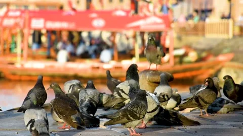 Dubai, UAE - May 06, 2024: Pigeons perching on an old port in Dubai City. Stock Footage 279878297