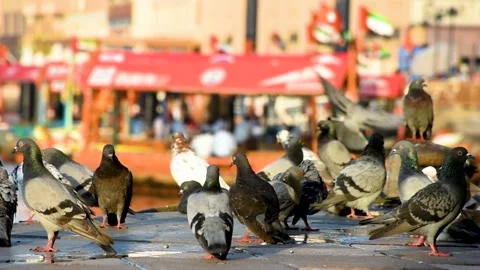Dubai, UAE - May 06, 2024: Pigeons perching on an old port in Dubai City. Stock Footage 279878300