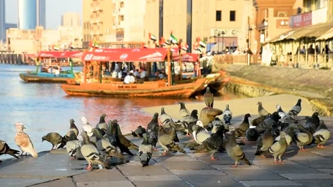 Dubai, UAE - May 06, 2024: Pigeons in the port of wooden boats in Dubai. Video stock 279878302