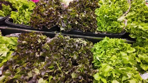 Dubai, UAE - September 30, 2026 - Interior view of fresh vegetables and fru.. Stock Footage 346781132