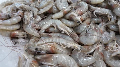 Dubai, UAE - September 30, 2026 - Interior view of fresh seafood, fish, and.. 库存影片 346782838