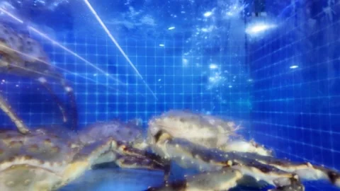 Dubai, UAE - September 30, 2026 - Interior view of fresh seafood, fish, and.. Stock Footage 346783154