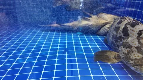 Dubai, UAE - September 30, 2026 - Interior view of fresh seafood, fish, and.. 動画素材 346783245