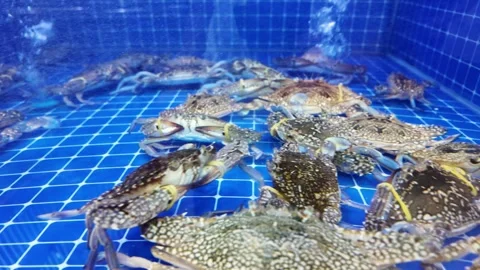 Dubai, UAE - September 30, 2026 - Interior view of fresh seafood, fish, and.. Stock Footage 346783377