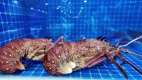 Dubai, UAE - September 30, 2026 - Interior view of fresh seafood, fish, and.. 動画素材 346783456
