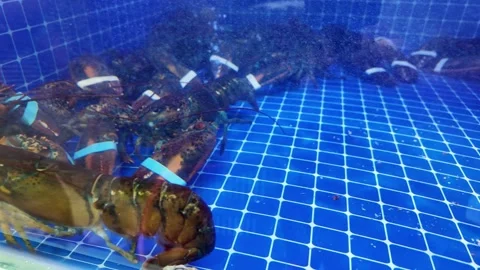 Dubai, UAE - September 30, 2026 - Interior view of fresh seafood, fish, and.. Stock Footage 346784106