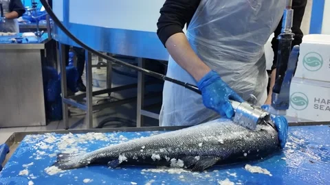 Dubai, UAE - September 30, 2026 - Interior view of fresh seafood, fish, and.. 動画素材 346784184