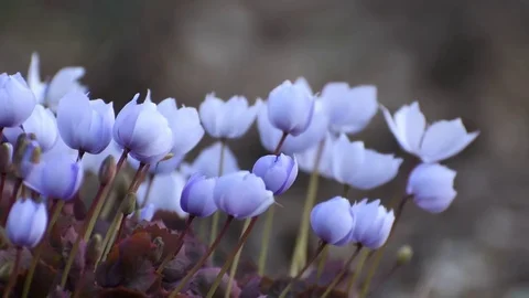 Dubia flowers trembling Stock Footage 83018997