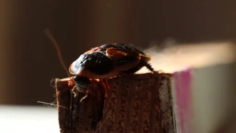 Dubia Roach on scrap wood 動画素材 148580467