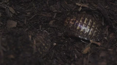 Dubia Roaches Burrow into Moist Soil (Blaptica Dubia) Stock-Footage 345986213
