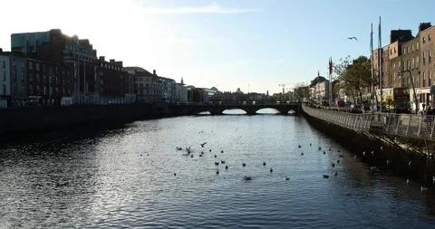 Dublin Birds Stock Footage 101023964