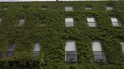 Dublin building covered in plants. Stock Footage 132978067
