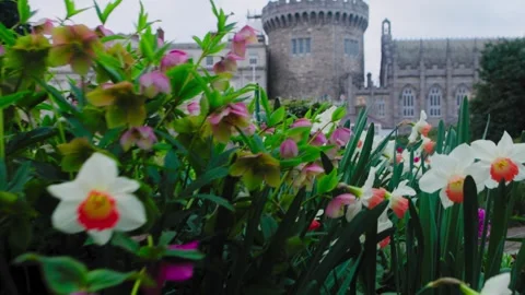 Dublin castle in spring, spring flowers near Dublin castle, tourist spot in Stock Footage 310831090