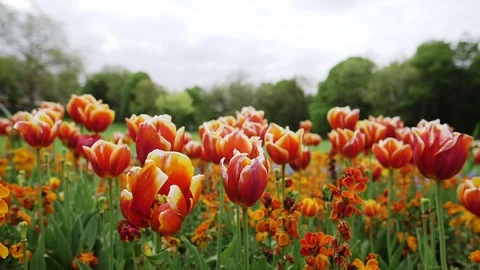 DUBLIN FLOWERS Video stock 95457248