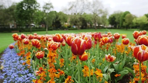 DUBLIN FLOWERS LEFT 스톡 동영상 95456806
