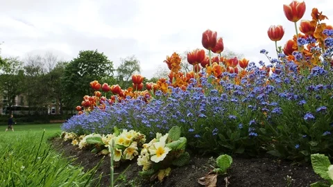 DUBLIN FLOWERS LOW 스톡 동영상 95456887