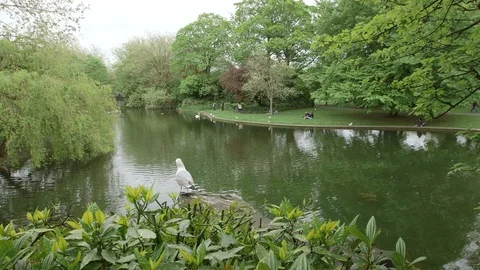 DUBLIN SEAGULL BEHIND Video stock 95459624