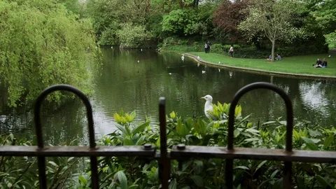 DUBLIN SEAGULL Video stock 95459805