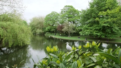 DUBLIN SEAGULL TRACKING 動画素材 95459699