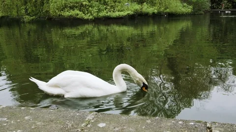 DUBLIN SWAN DRINKING 動画素材 95460456