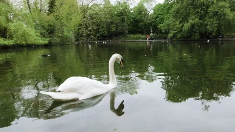DUBLIN SWAN Video stock 95460577