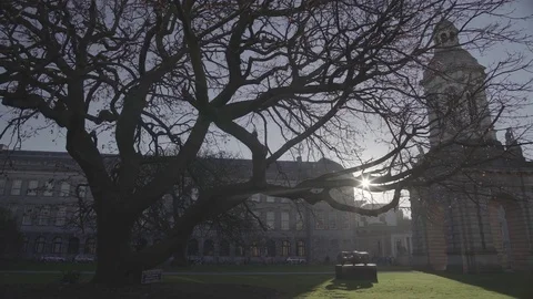 Dublin Trinity College Old Tree in the Sun Pan 4K Stock Footage 71776396