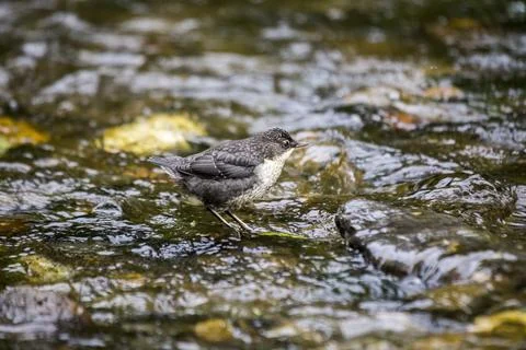 Dublin's White-throated Dipper (Cinclus cinclus) Stock Photos