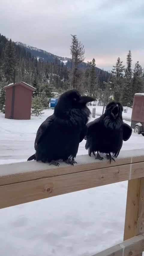 Dubstep Ravens, Manning Park Resort, British Columbia, Canada - 24 Nov 2023 Stock Footage 328727282