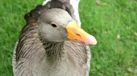 Duck 01 Stock Footage 11438153
