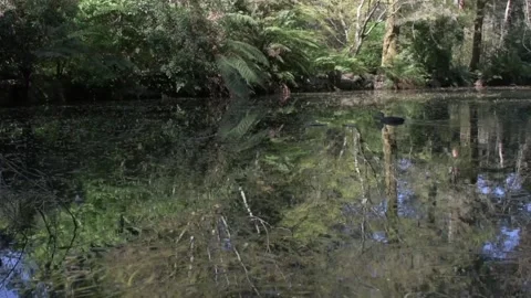 Duck 02 動画素材 134020213