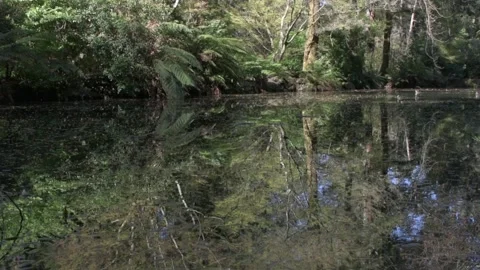 Duck 03 動画素材 134020549