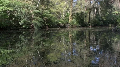 Duck 04 動画素材 134020561