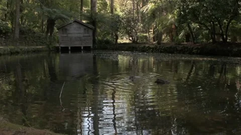 Duck 05 動画素材 134020457