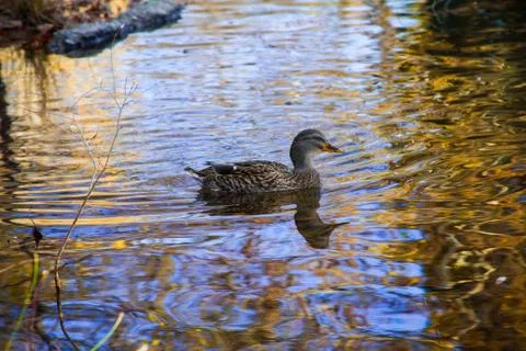 DUCK (1 of 1) Stock Photos