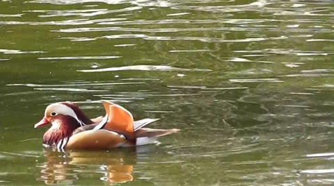 Duck 1 Stock Footage 35484419